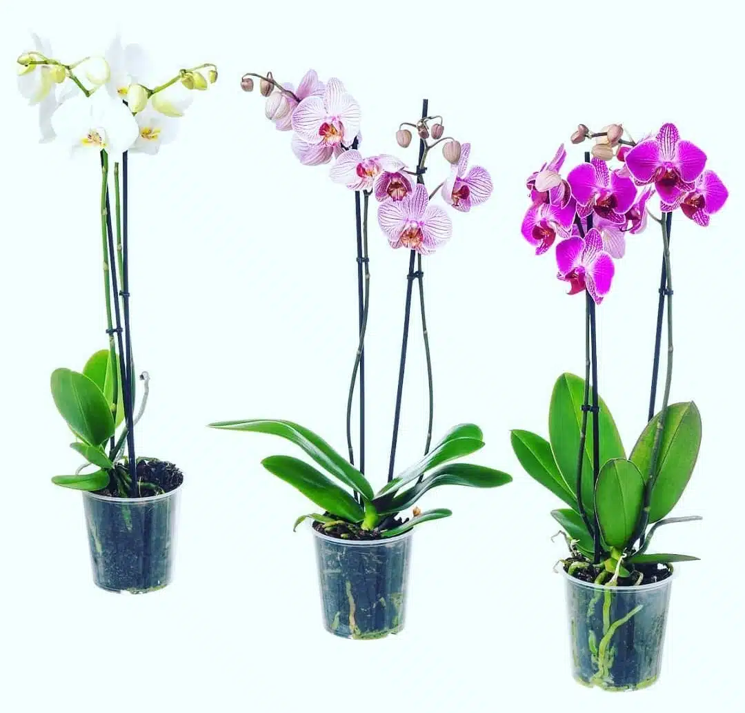 Orquídeas Medellín